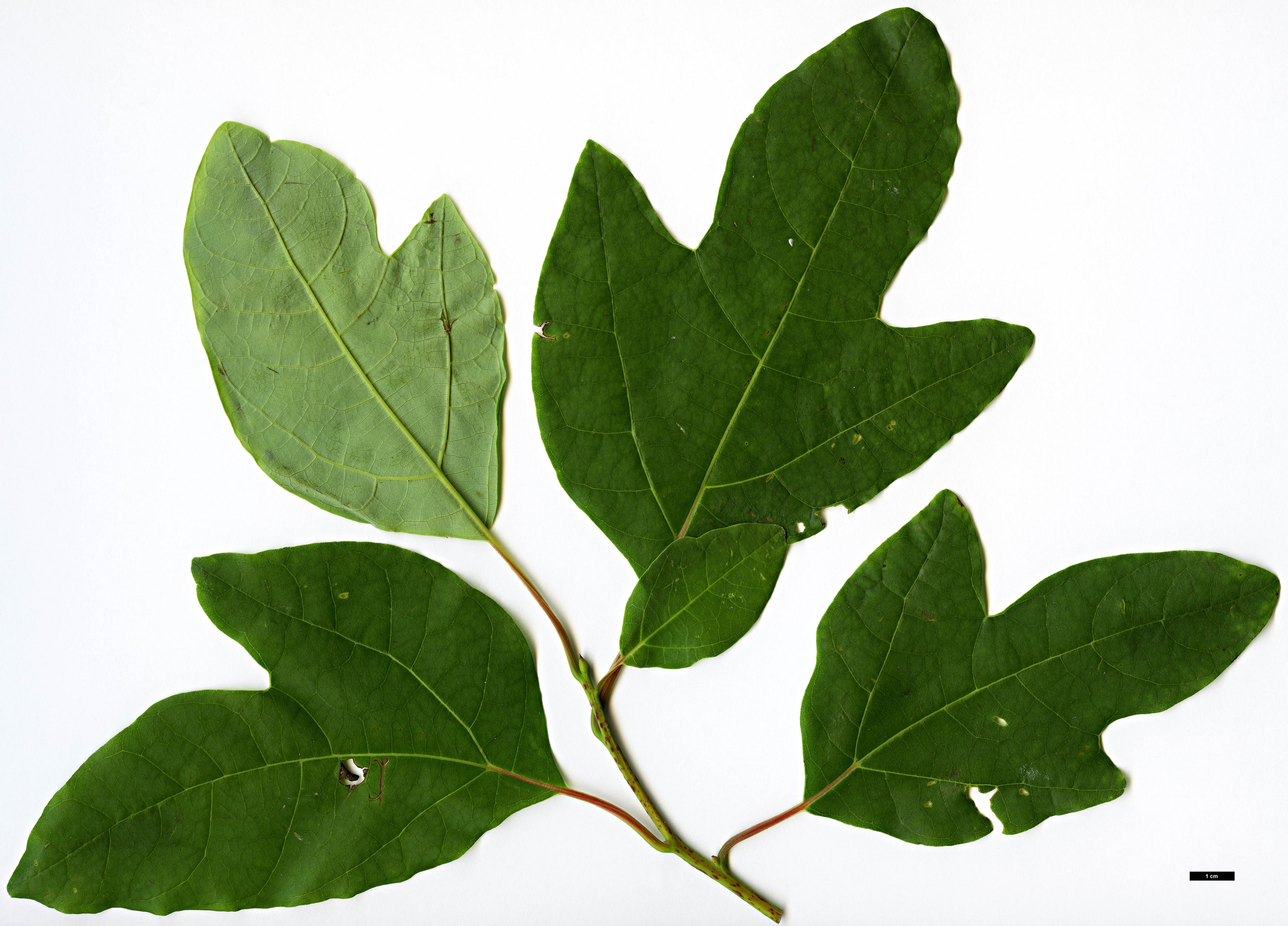 High resolution image: Family: Lauraceae - Genus: Sassafras - Taxon: tzumu